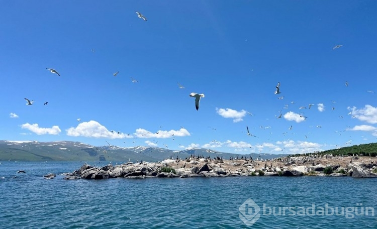 Çıldır Gölü, kuş cennetine döndü
