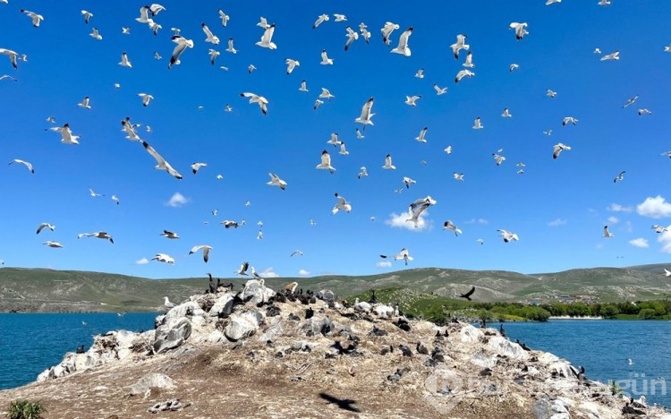 Çıldır Gölü, kuş cennetine döndü
