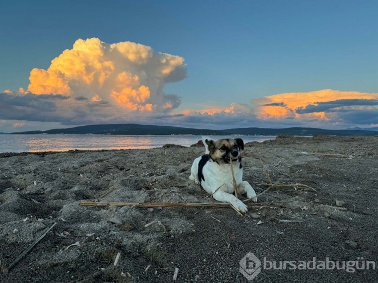 İzmir'de ölen 6 köpeğin tarım ilacıyla zehirlendiği ortaya çıktı
