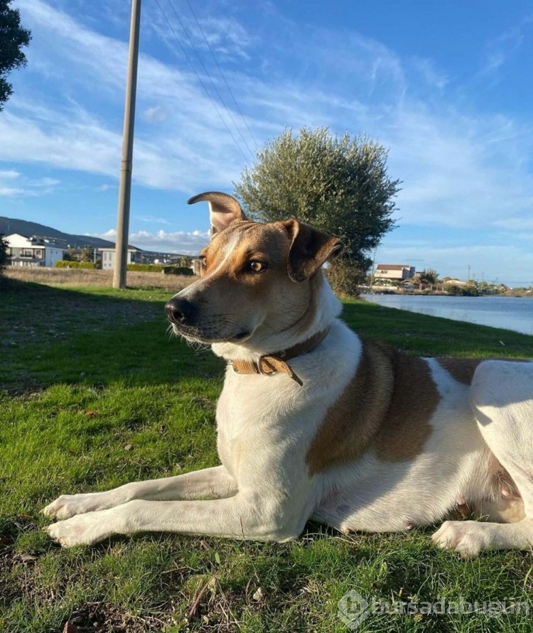 İzmir'de ölen 6 köpeğin tarım ilacıyla zehirlendiği ortaya çıktı