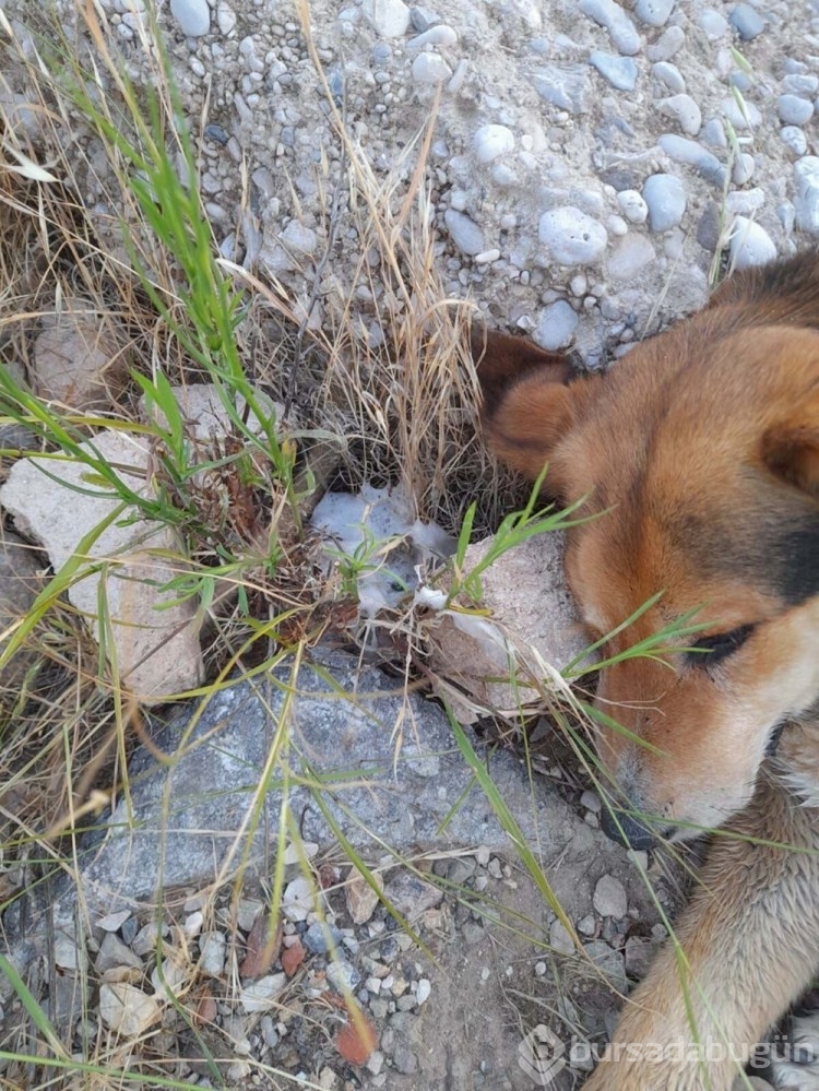 İzmir'de ölen 6 köpeğin tarım ilacıyla zehirlendiği ortaya çıktı