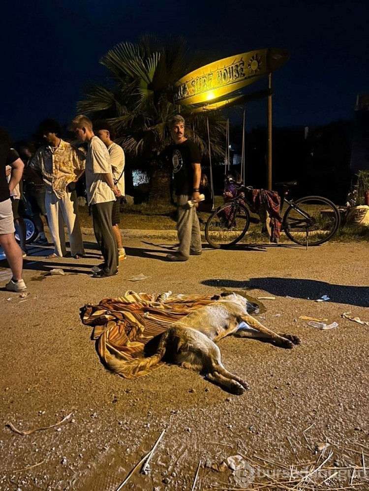 İzmir'de ölen 6 köpeğin tarım ilacıyla zehirlendiği ortaya çıktı
