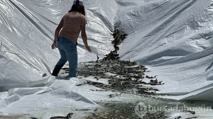 Nesli tehlikedeydi: 5 bin mersin balığı Yeşilırmak'ta
