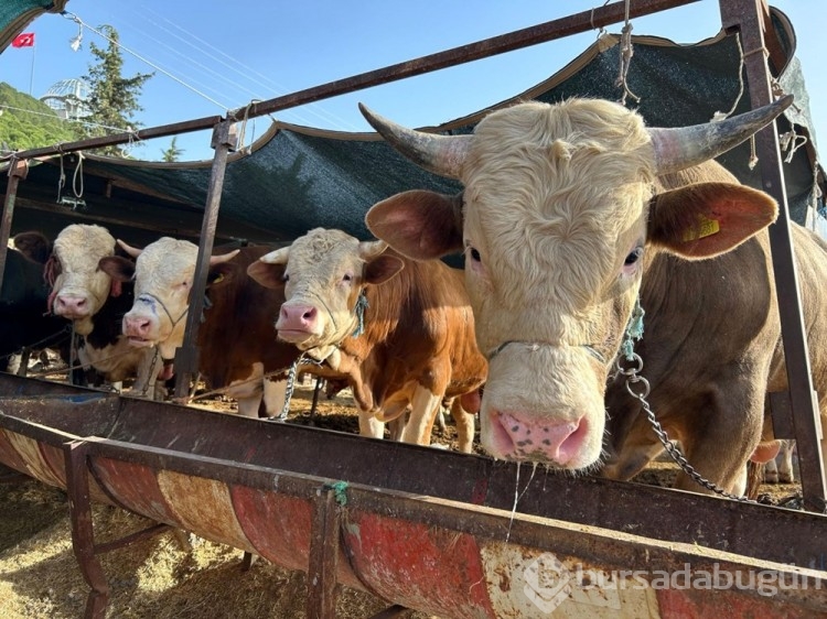 215 bin TL'den satıldı! Tam 1 ton 50 kiloluk
