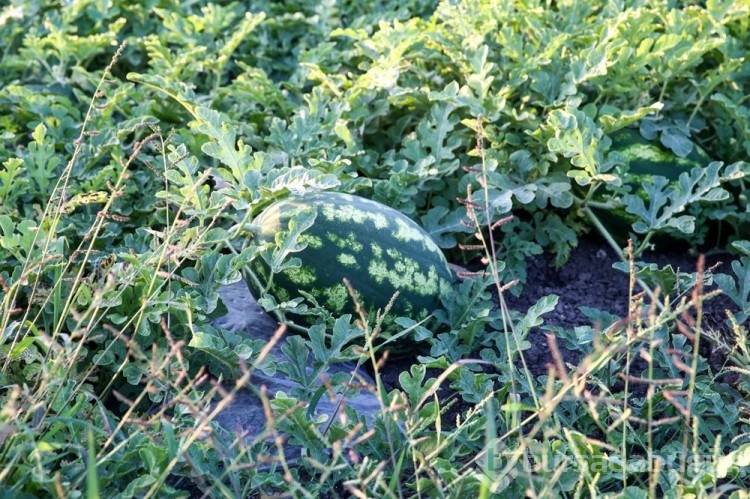 Adana karpuza güneş koruyuculu önlem
