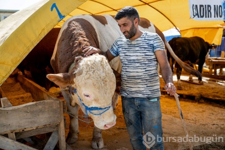 Kurban pazarlarında IBAN'lı önlem
