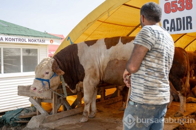 Kurban pazarlarında IBAN'lı önlem
