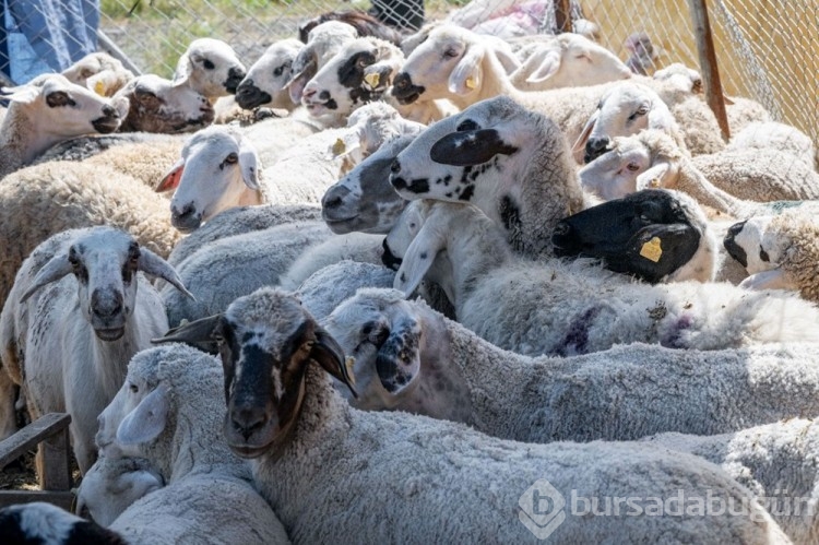 Kurban pazarlarında IBAN'lı önlem
