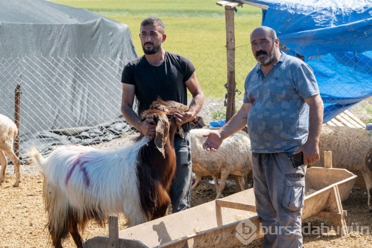 Kurban pazarlarında IBAN'lı önlem
