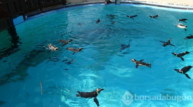 Bursa'da hayvanat bahçesindeki penguenlere yaz uygulaması
