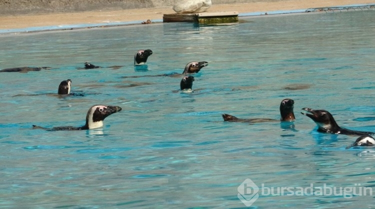 Bursa'da hayvanat bahçesindeki penguenlere yaz uygulaması
