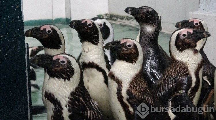 Bursa'da hayvanat bahçesindeki penguenlere yaz uygulaması
