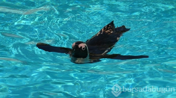 Bursa'da hayvanat bahçesindeki penguenlere yaz uygulaması
