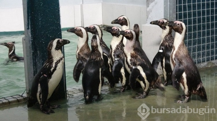 Bursa'da hayvanat bahçesindeki penguenlere yaz uygulaması
