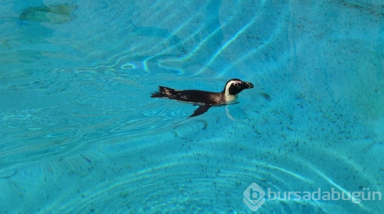 Bursa'da hayvanat bahçesindeki penguenlere yaz uygulaması
