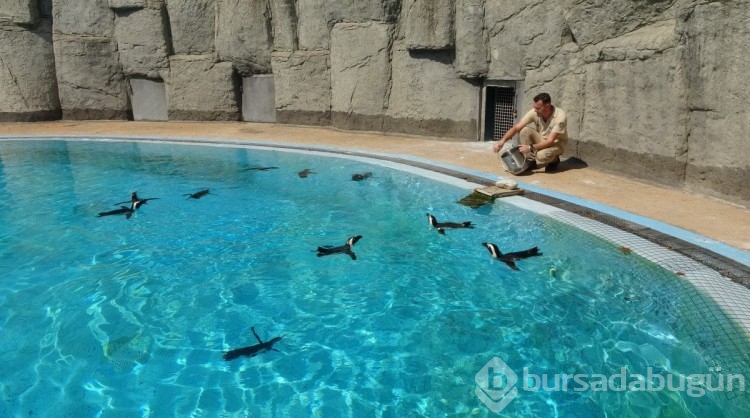 Bursa'da hayvanat bahçesindeki penguenlere yaz uygulaması
