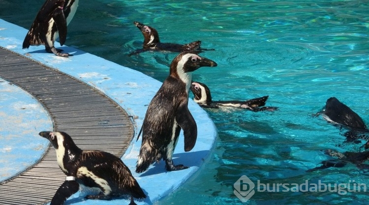 Bursa'da hayvanat bahçesindeki penguenlere yaz uygulaması
