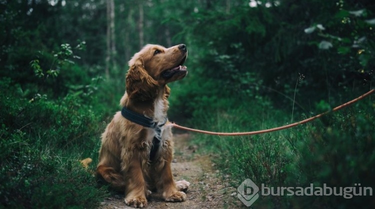 Araştırma: Köpekler, stresin kokusunu alabiliyor! 