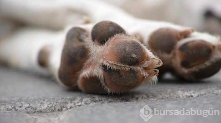 Araştırma: Köpekler, stresin kokusunu alabiliyor! 