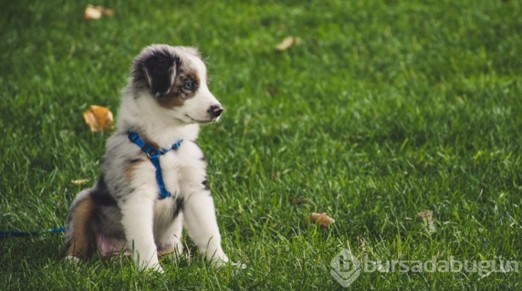 Araştırma: Köpekler, stresin kokusunu alabiliyor! 