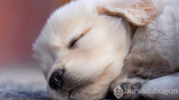 Araştırma: Köpekler, stresin kokusunu alabiliyor! 