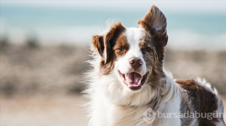 Araştırma: Köpekler, stresin kokusunu alabiliyor! 