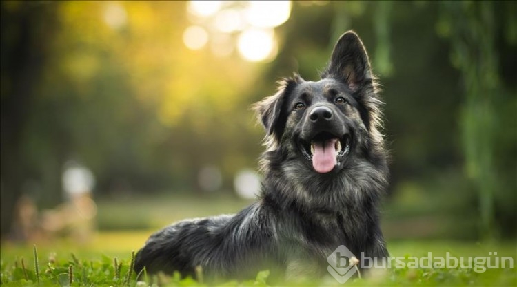 Araştırma: Köpekler, stresin kokusunu alabiliyor! 