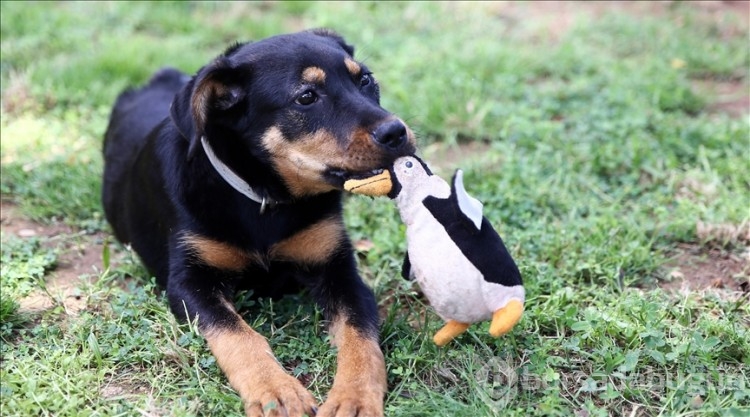 Araştırma: Köpekler, stresin kokusunu alabiliyor! 