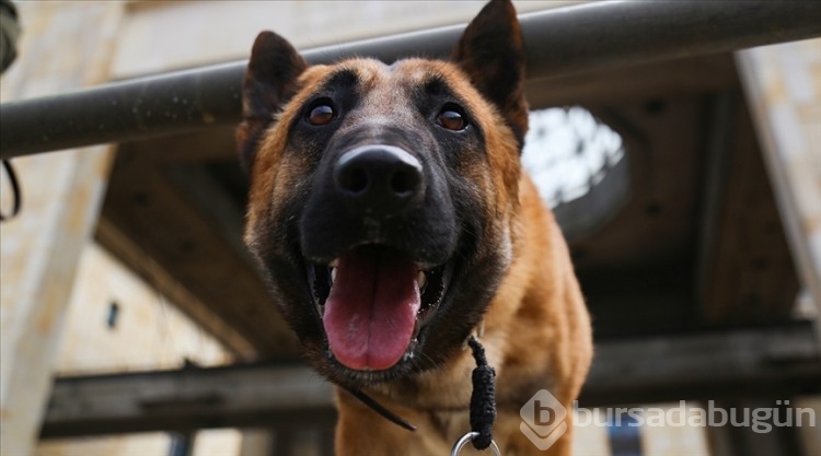 Araştırma: Köpekler, stresin kokusunu alabiliyor! 