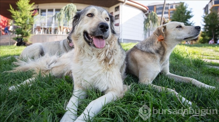 Araştırma: Köpekler, stresin kokusunu alabiliyor! 