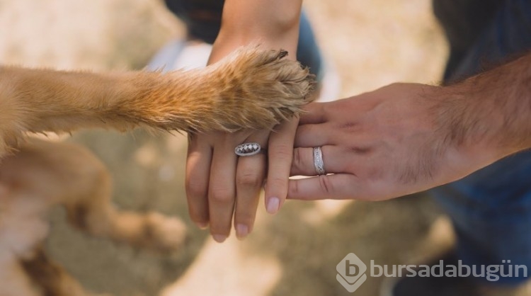 Araştırma: Köpekler, stresin kokusunu alabiliyor! 