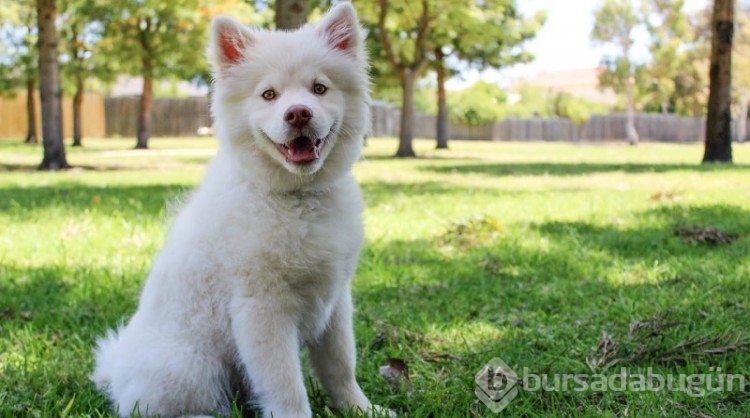 Araştırma: Köpekler, stresin kokusunu alabiliyor! 