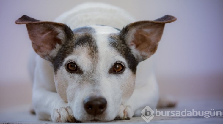 Araştırma: Köpekler, stresin kokusunu alabiliyor! 