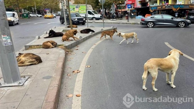 10 soruda TBMM'de kabul edilen sahipsiz hayvanlara yönelik düzenleme