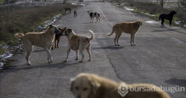 10 soruda TBMM'de kabul edilen sahipsiz hayvanlara yönelik düzenleme