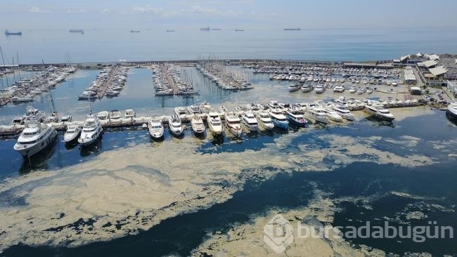 Marmara Denizi zehirlendi!