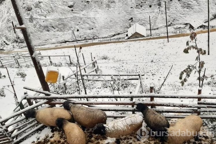 Kar yağdı! Yaylalar beyaz örtüyle kaplandı