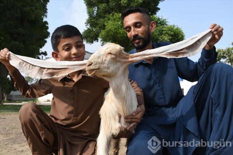 Pakistan'da doğan yavru keçinin 55 santimetrelik kulakları dikkat çekiyor