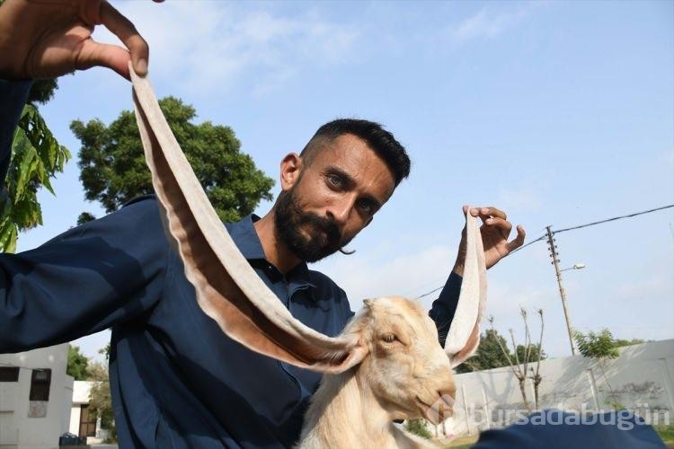 Pakistan'da doğan yavru keçinin 55 santimetrelik kulakları dikkat çekiyor