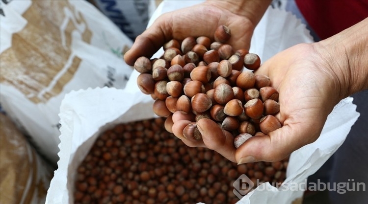 Fındık fiyatı ne kadar? Fındık kaç TL? (29 Ekim Salı)