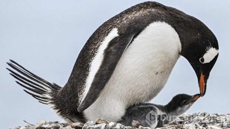 Penguenlerin nesli tükendi! Neyi yanlış biliyoruz?