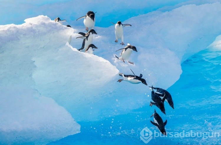 Penguenlerin nesli tükendi! Neyi yanlış biliyoruz?