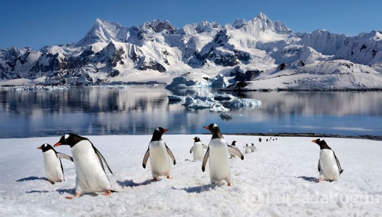 Penguenlerin nesli tükendi! Neyi yanlış biliyoruz?