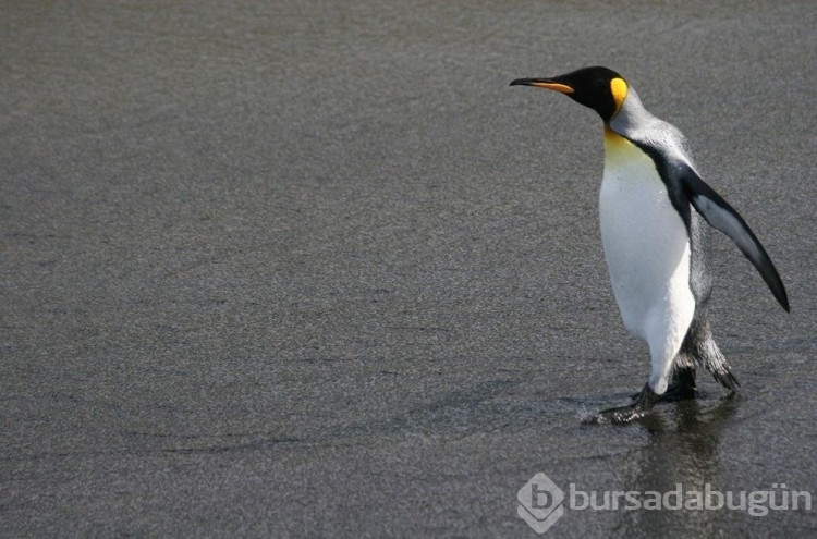 Penguenlerin nesli tükendi! Neyi yanlış biliyoruz?