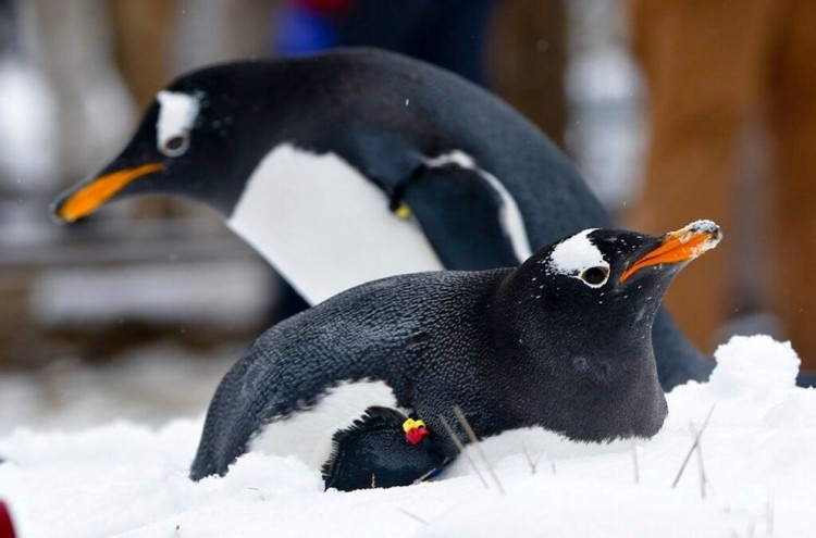 Penguenlerin nesli tükendi! Neyi yanlış biliyoruz?