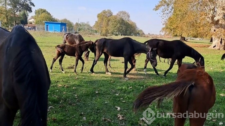 At sevgisiyle başlayan hobi hipodromda devam ediyor: Kurduğu tesiste yarış atı üretiyor