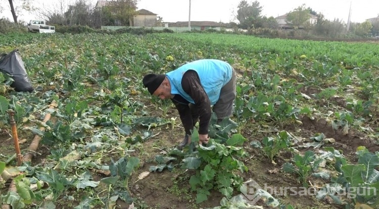 Brokoli hasadı başladı