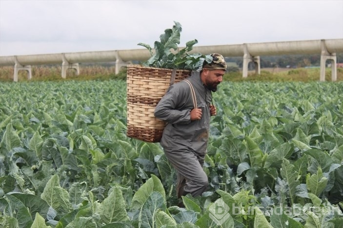 Brokoli hasadı başladı