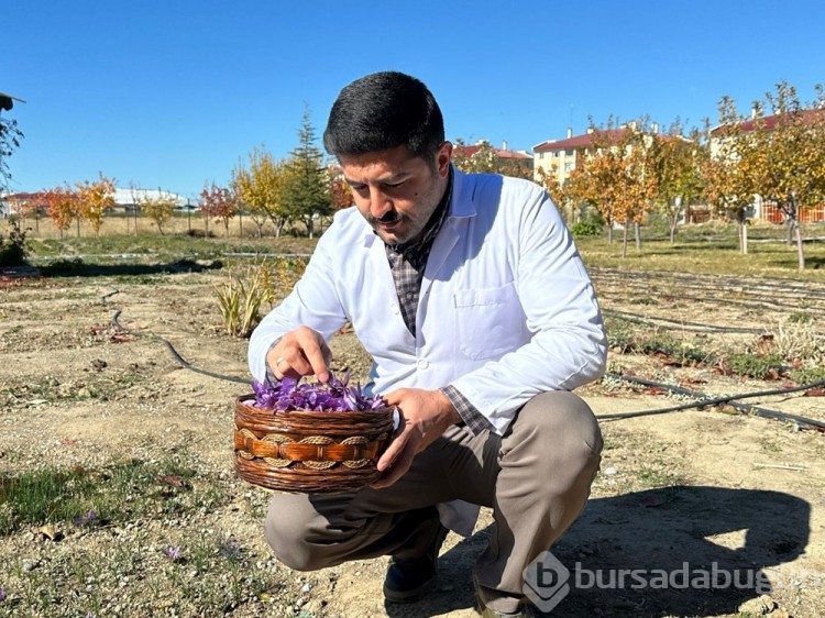 Deneme amaçlı ekilmişti: "Altın bitki" iklime uyum sağladı