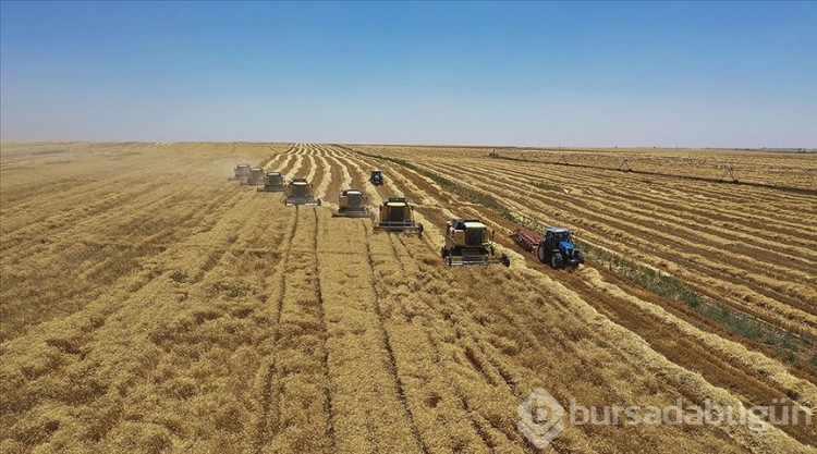 Tarım Bakanlığı açıkladı: 33 soruda planlı üretim rehberi